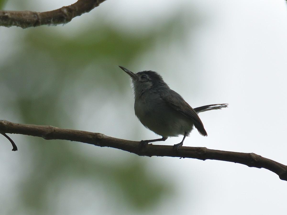 White-browed Gnatcatcher - ML641455092
