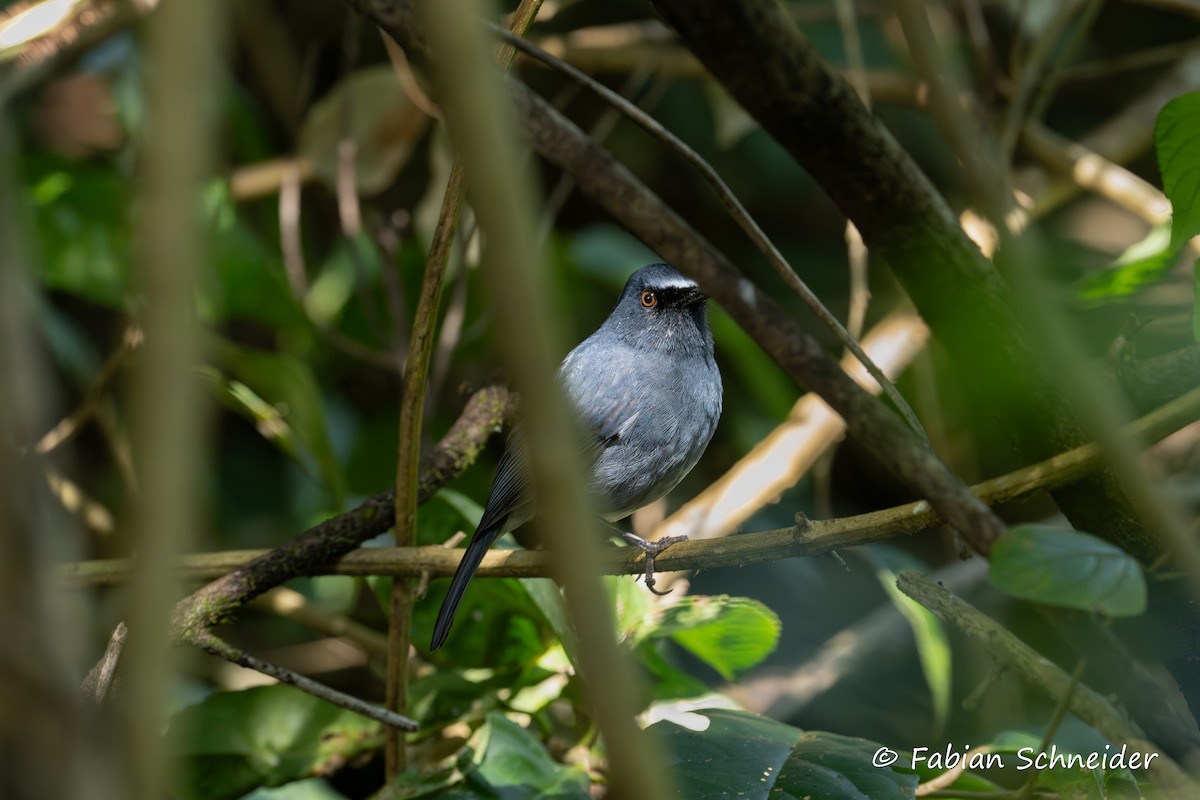 White-bellied Sholakili - ML641455107