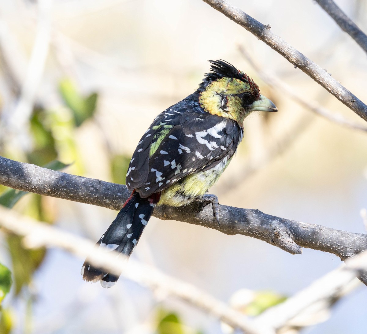 Crested Barbet - ML641455124