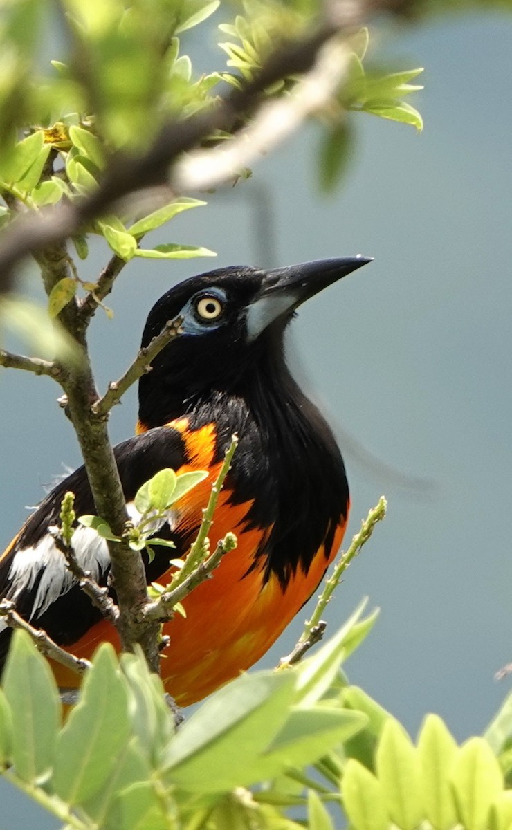 Venezuelan Troupial - ML641455163
