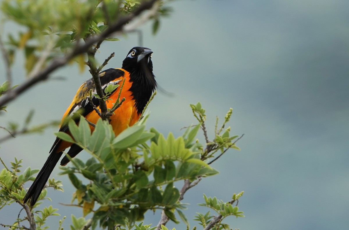 Venezuelan Troupial - ML641455164