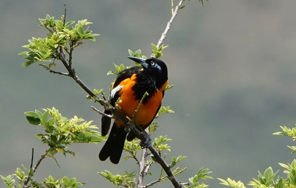 Venezuelan Troupial - ML641455165