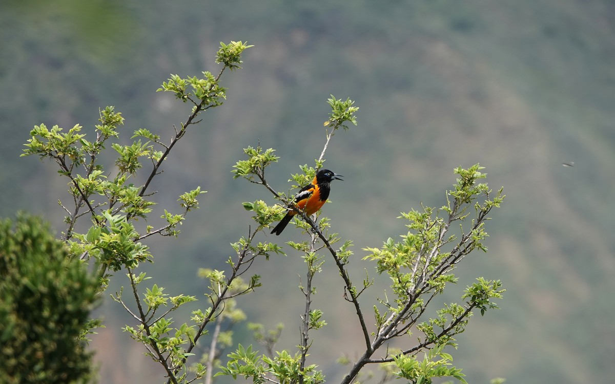 Venezuelan Troupial - ML641455166