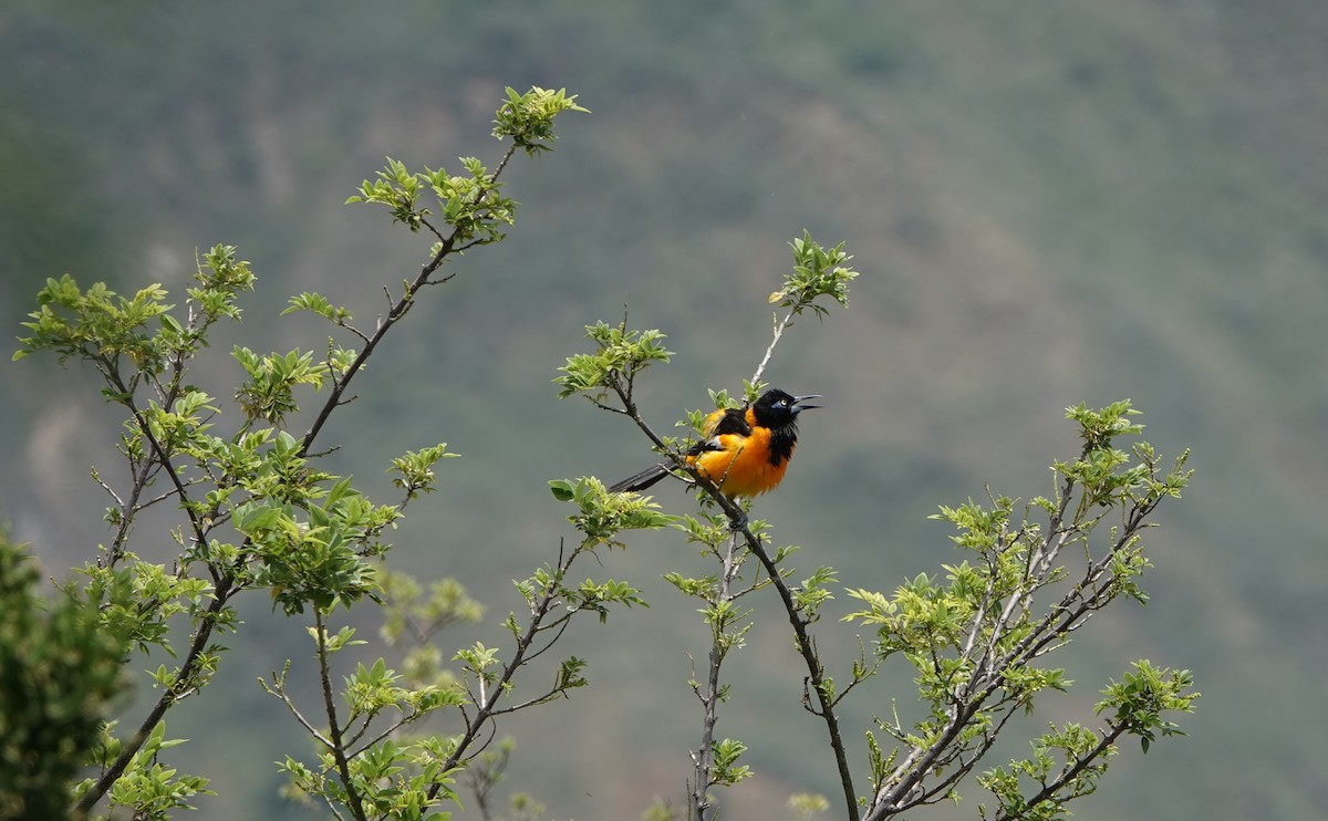 Venezuelan Troupial - ML641455167