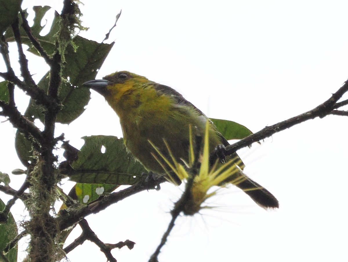 Ak Kanatlı Piranga - ML641455168