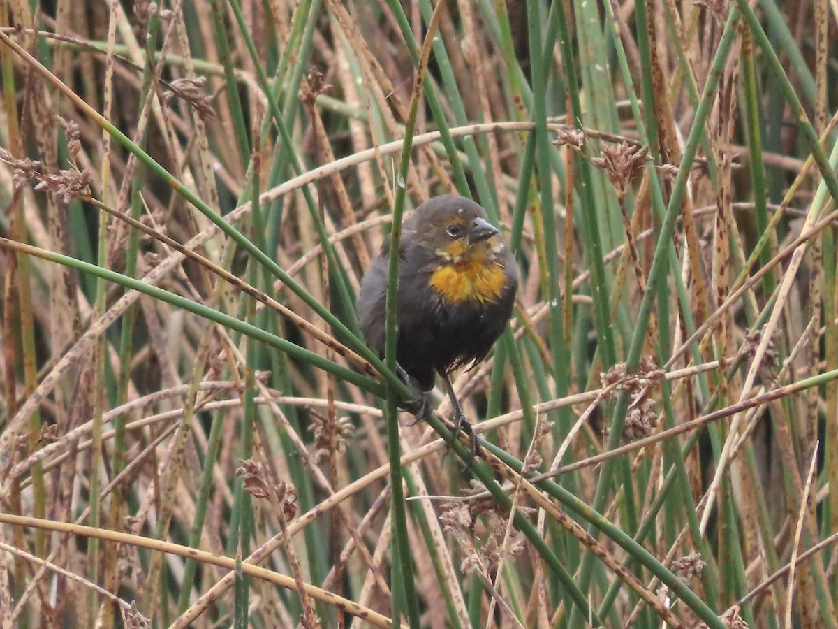 Yellow-headed Blackbird - ML641455221