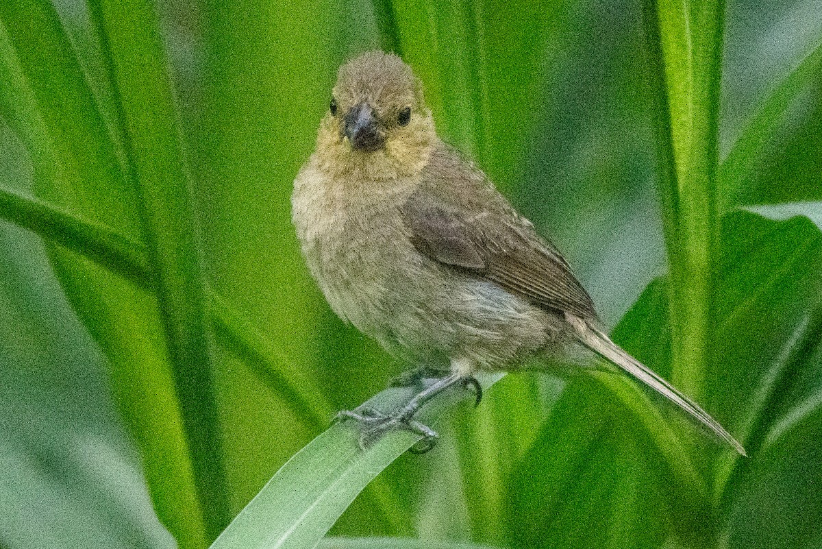 Variable Seedeater - ML641455232