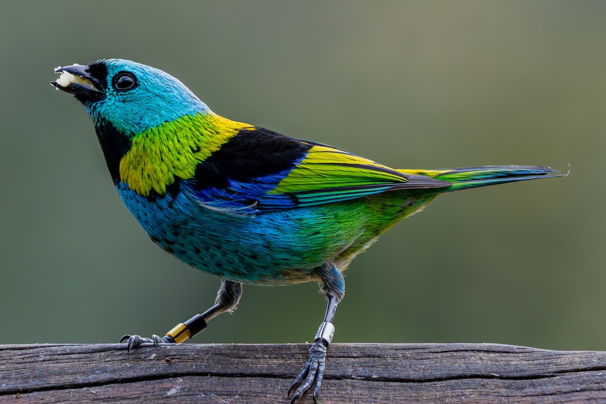 Green-headed Tanager - ML641455235