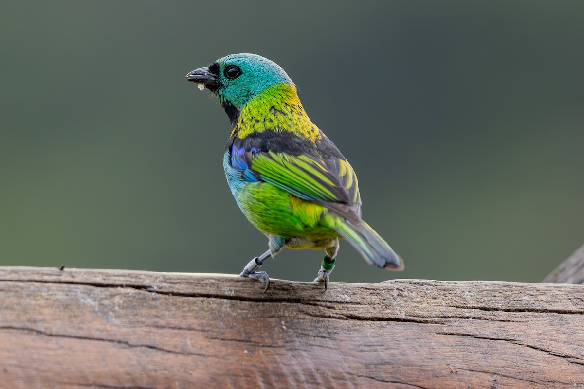 Green-headed Tanager - ML641455236