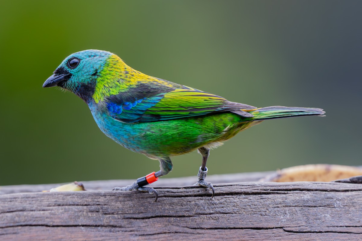 Green-headed Tanager - ML641455237