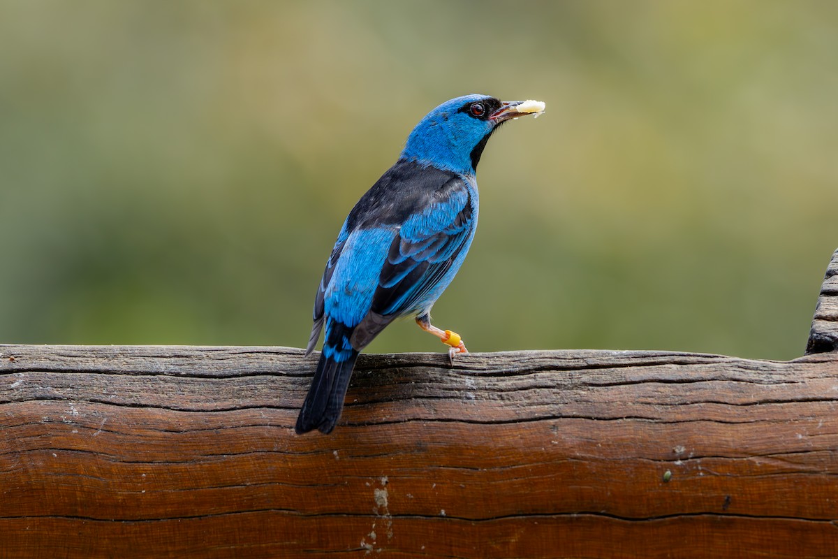 Blue Dacnis - ML641455243