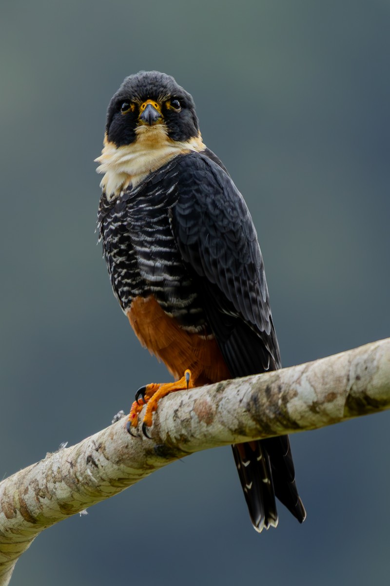 Bat Falcon - ML641455252