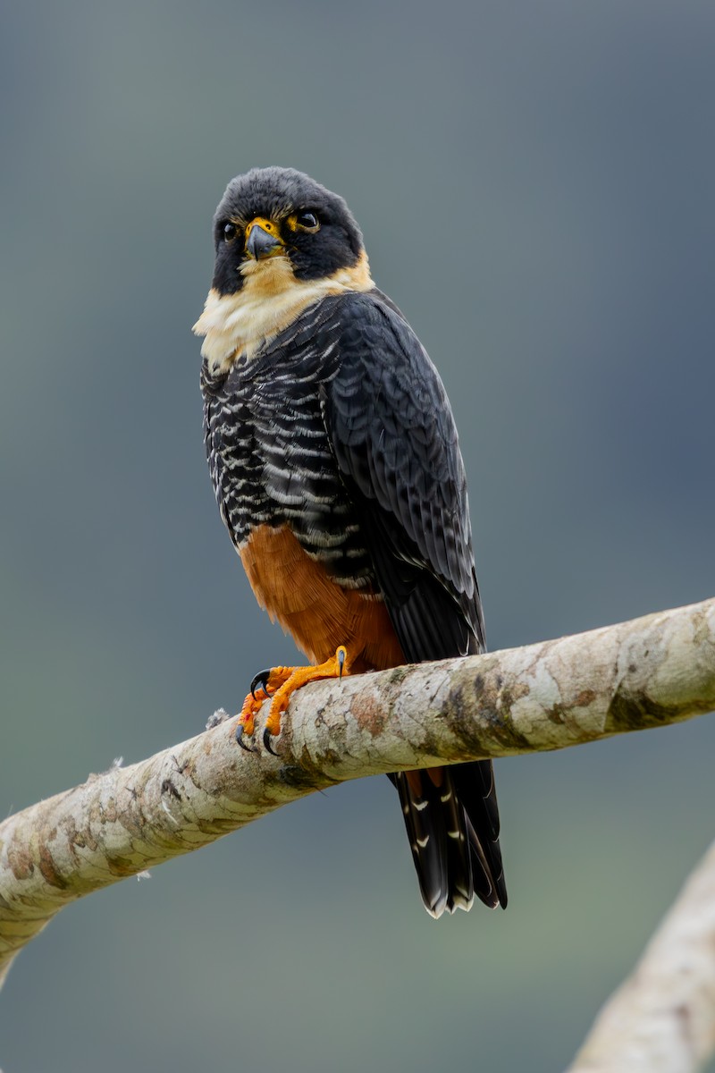 Bat Falcon - ML641455253