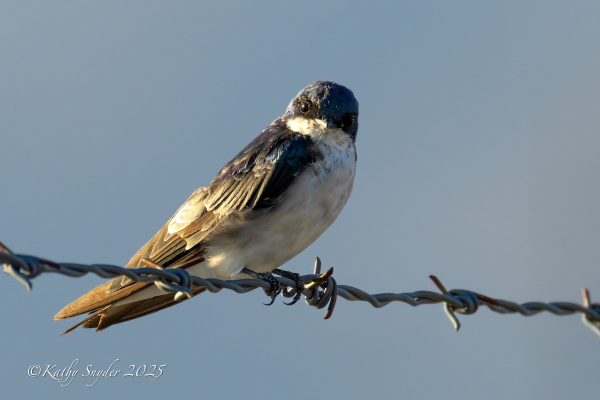 Tree Swallow - ML641455261