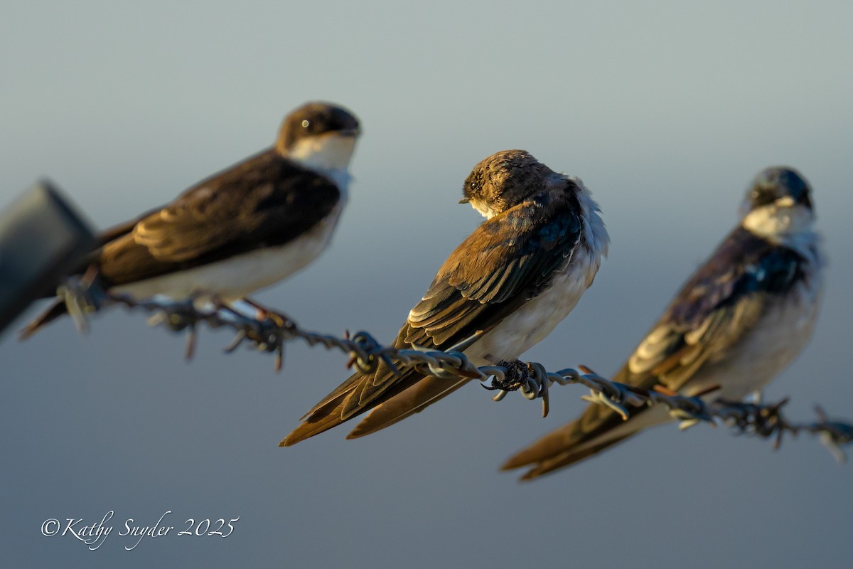 Tree Swallow - ML641455262