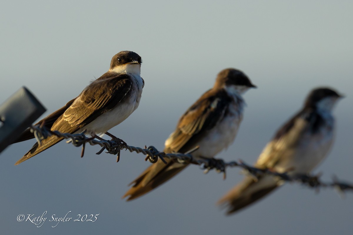 Tree Swallow - ML641455263