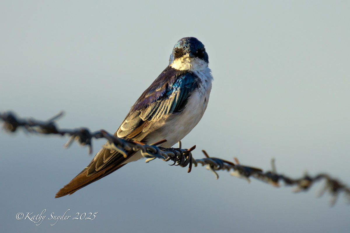 Tree Swallow - ML641455264
