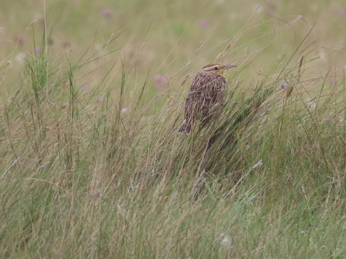 Western Meadowlark - ML641455266