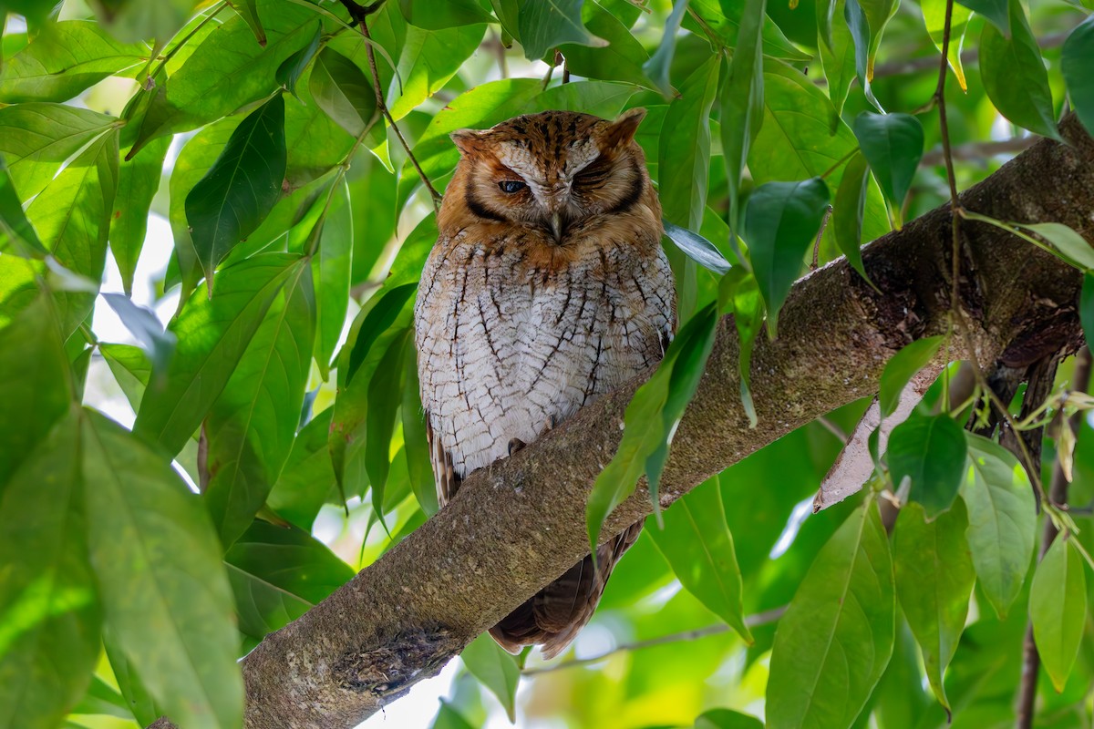 Tropical Screech-Owl - ML641455270