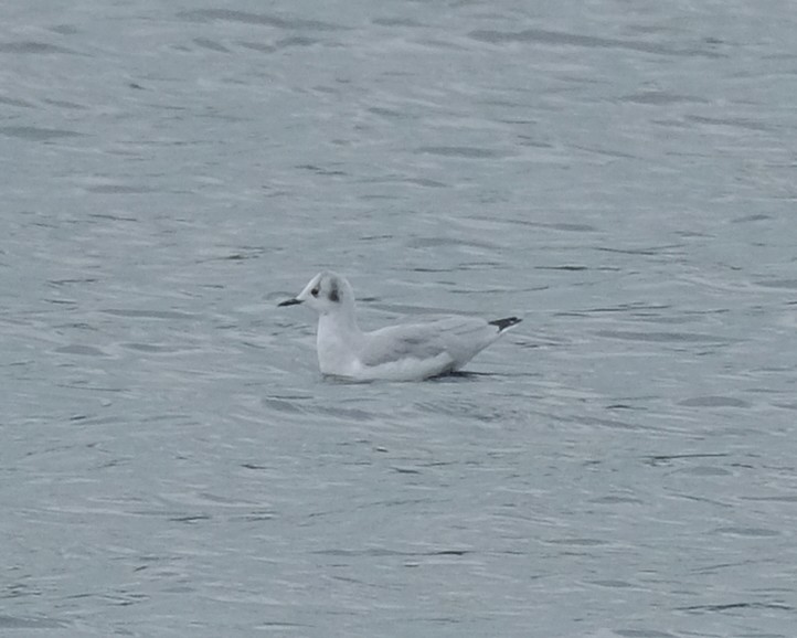 Bonaparte's Gull - ML641455294