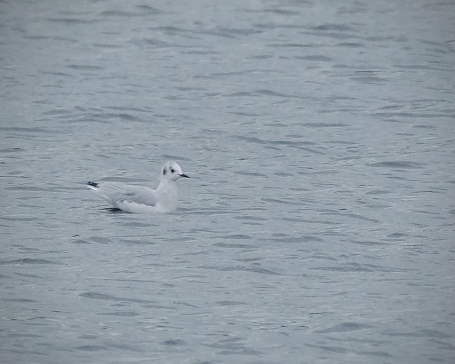 Bonaparte's Gull - ML641455295