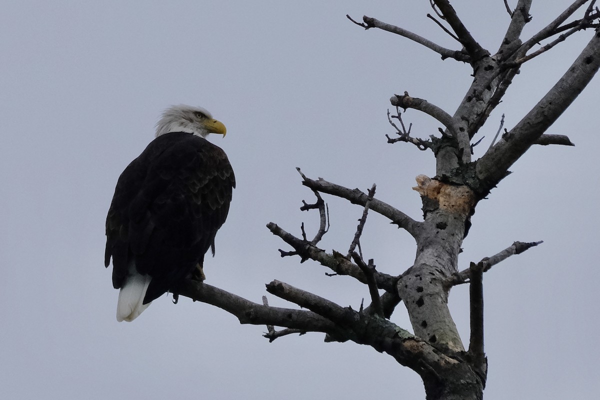 Bald Eagle - ML641455300