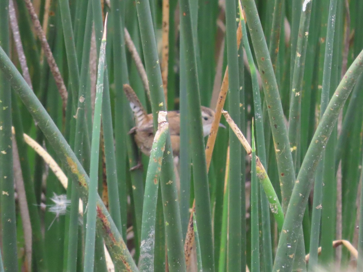 Marsh Wren - ML641455301