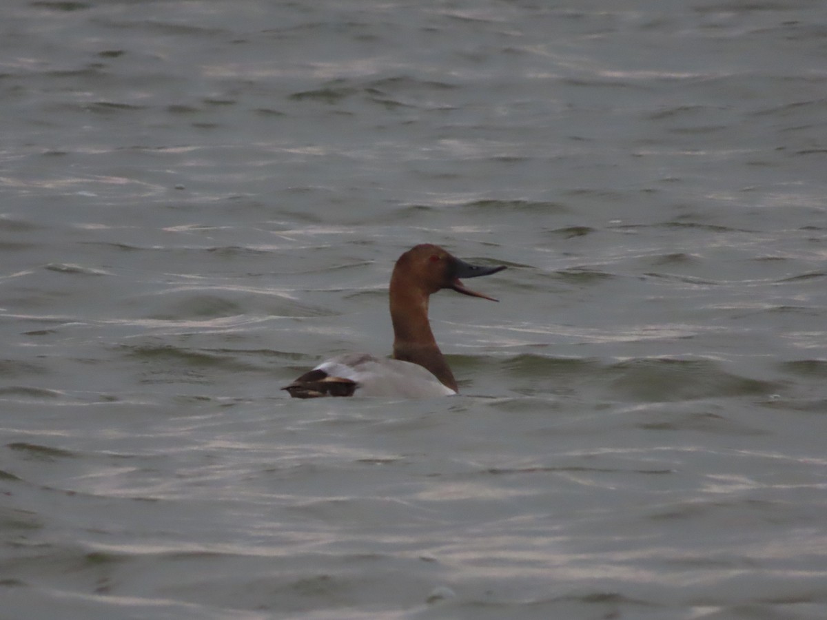 Canvasback - ML641455357