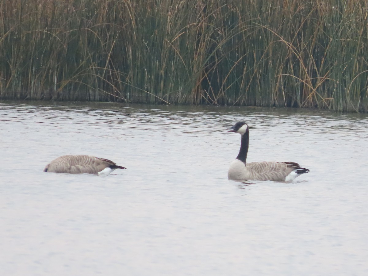 Canada Goose - ML641455373