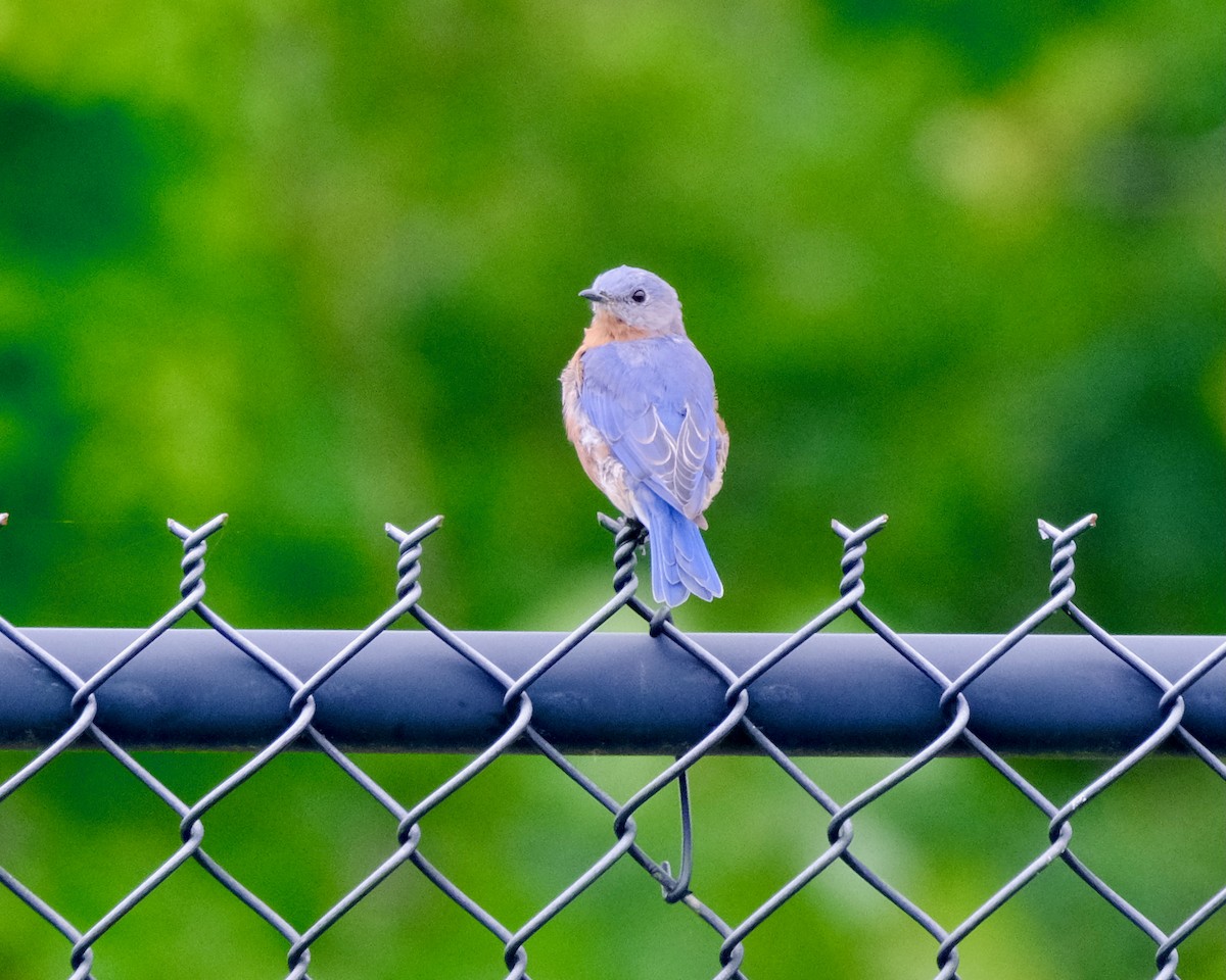 Eastern Bluebird - ML641455401