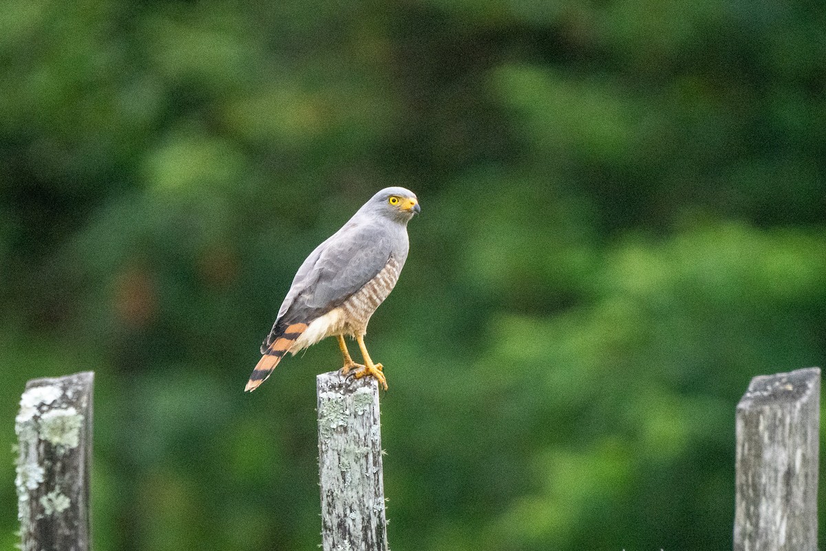 Roadside Hawk - ML641455402
