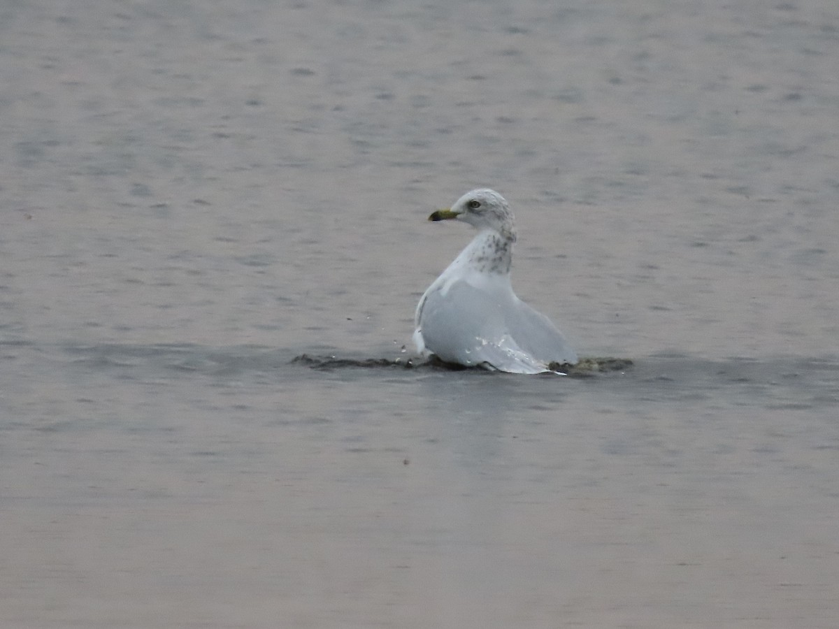 Ring-billed Gull - ML641455406