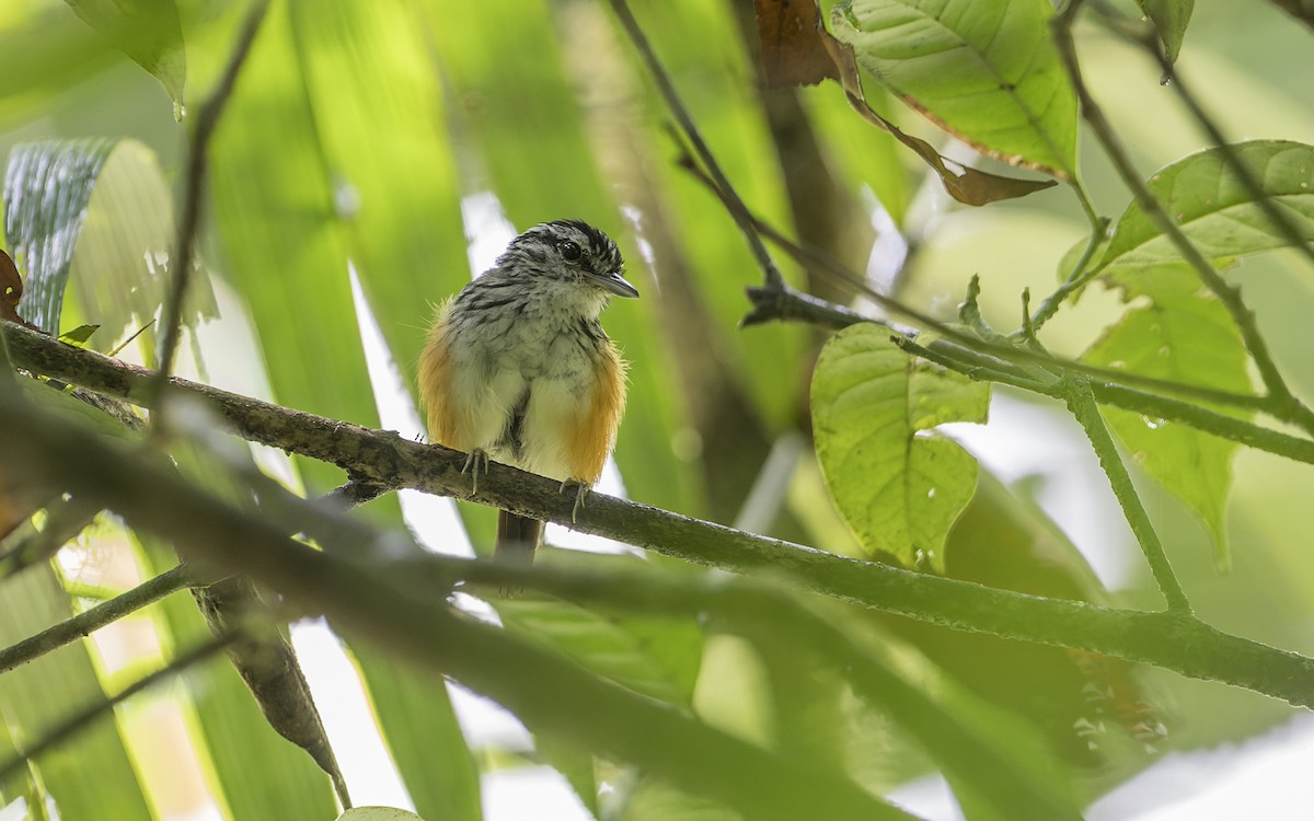 Guianan Warbling-Antbird - ML641455421