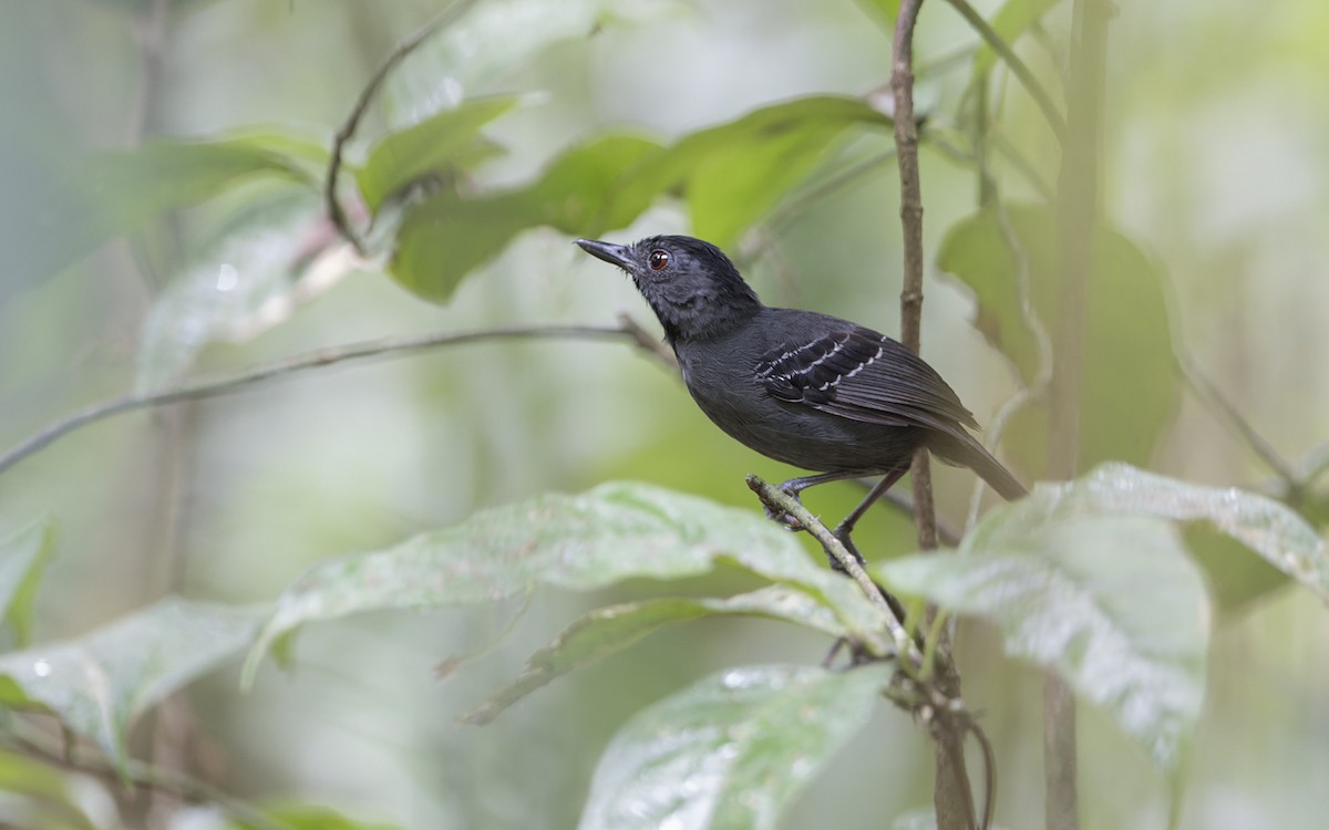 Black-headed Antbird - ML641455428