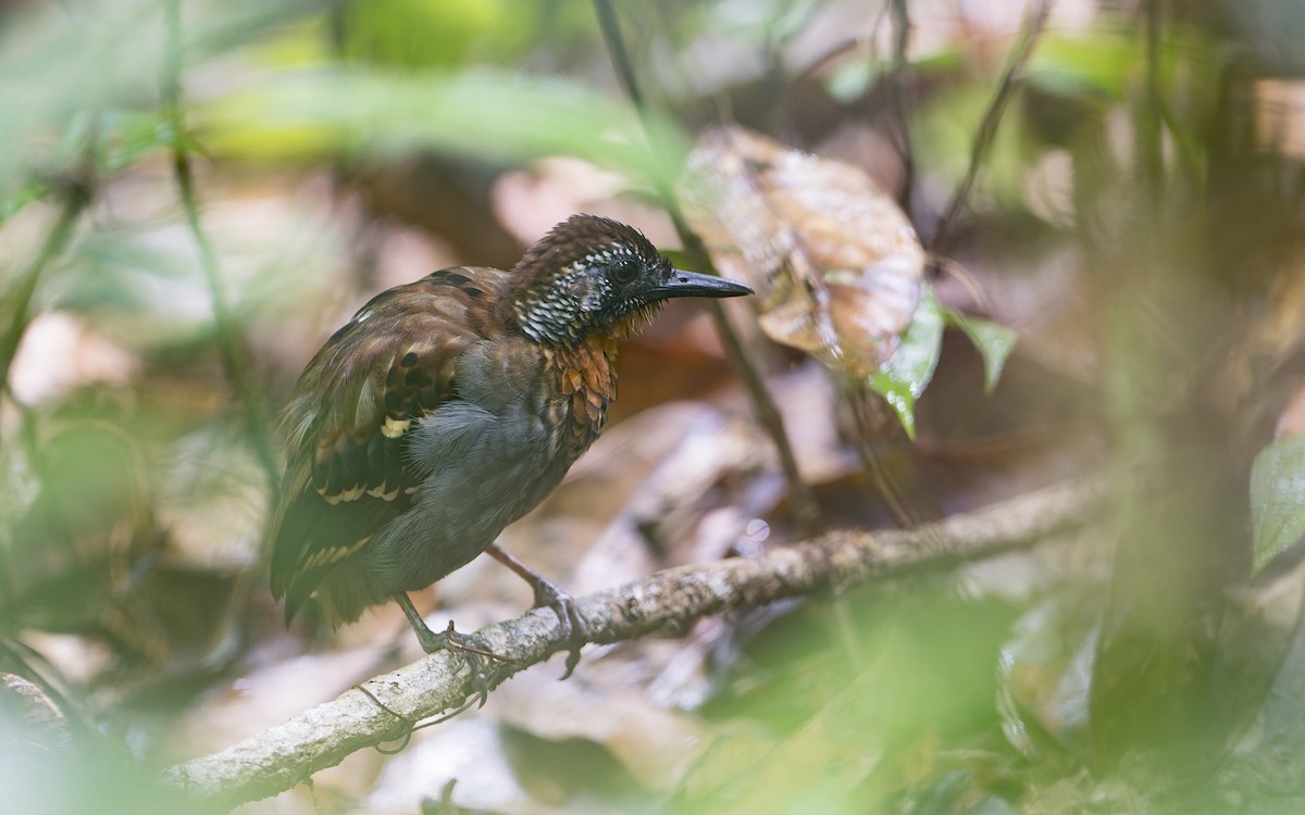 Wing-banded Antbird - ML641455436