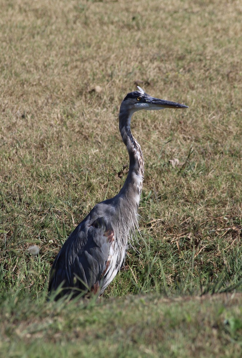 Great Blue Heron - ML641455438