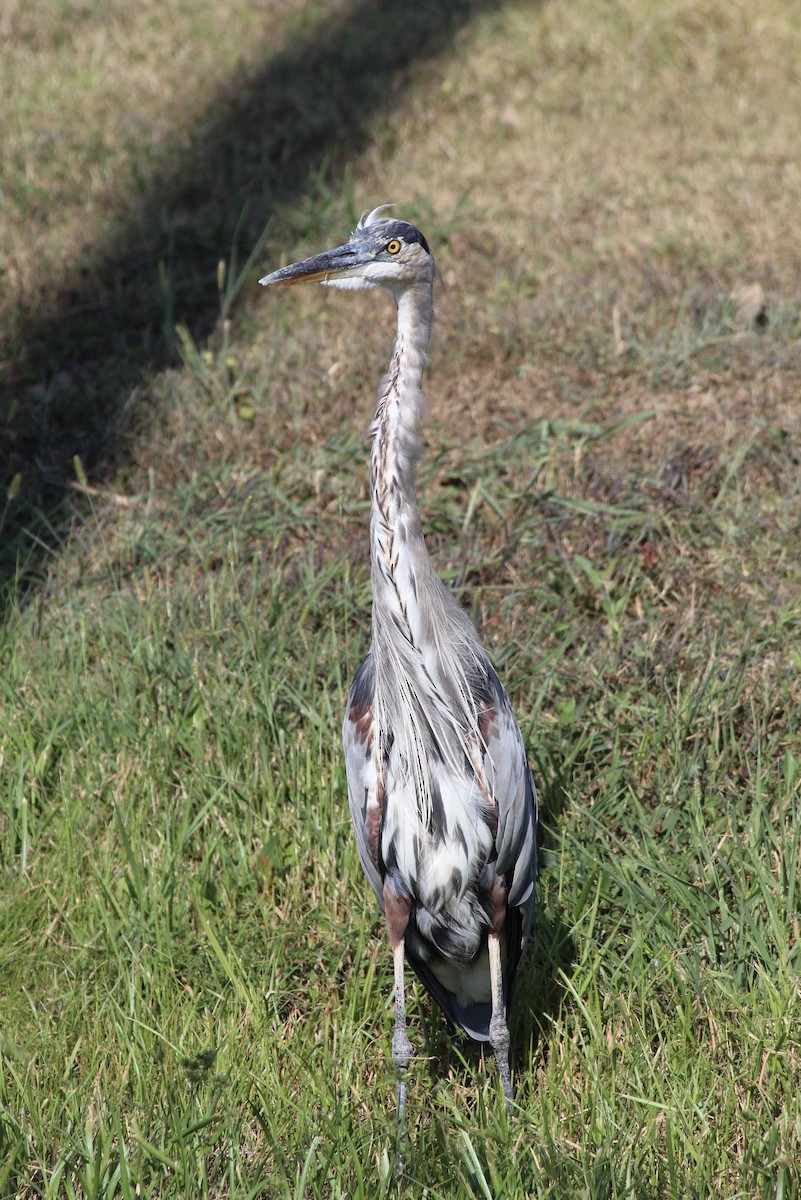 Great Blue Heron - ML641455439