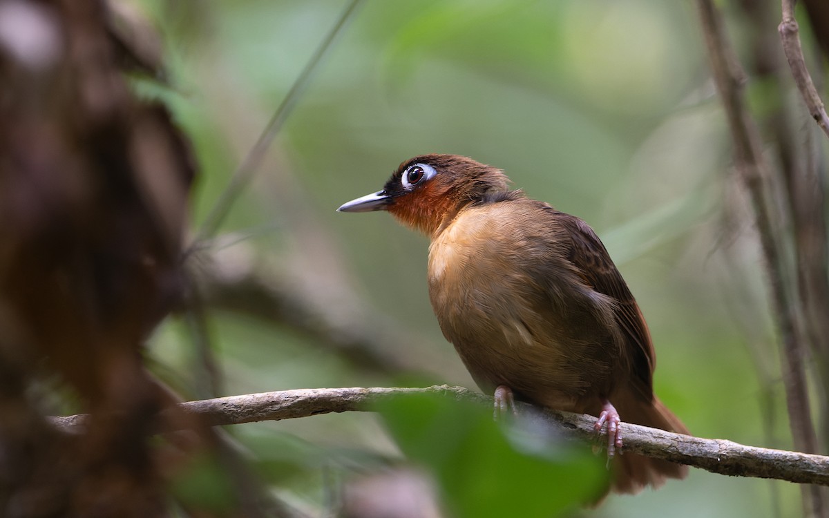 Rufous-throated Antbird - ML641455448