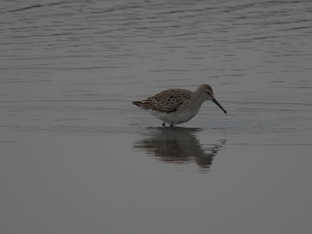 高蹺濱鷸 - ML641455449