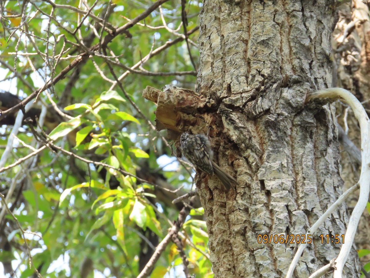Brown Creeper - ML641455452