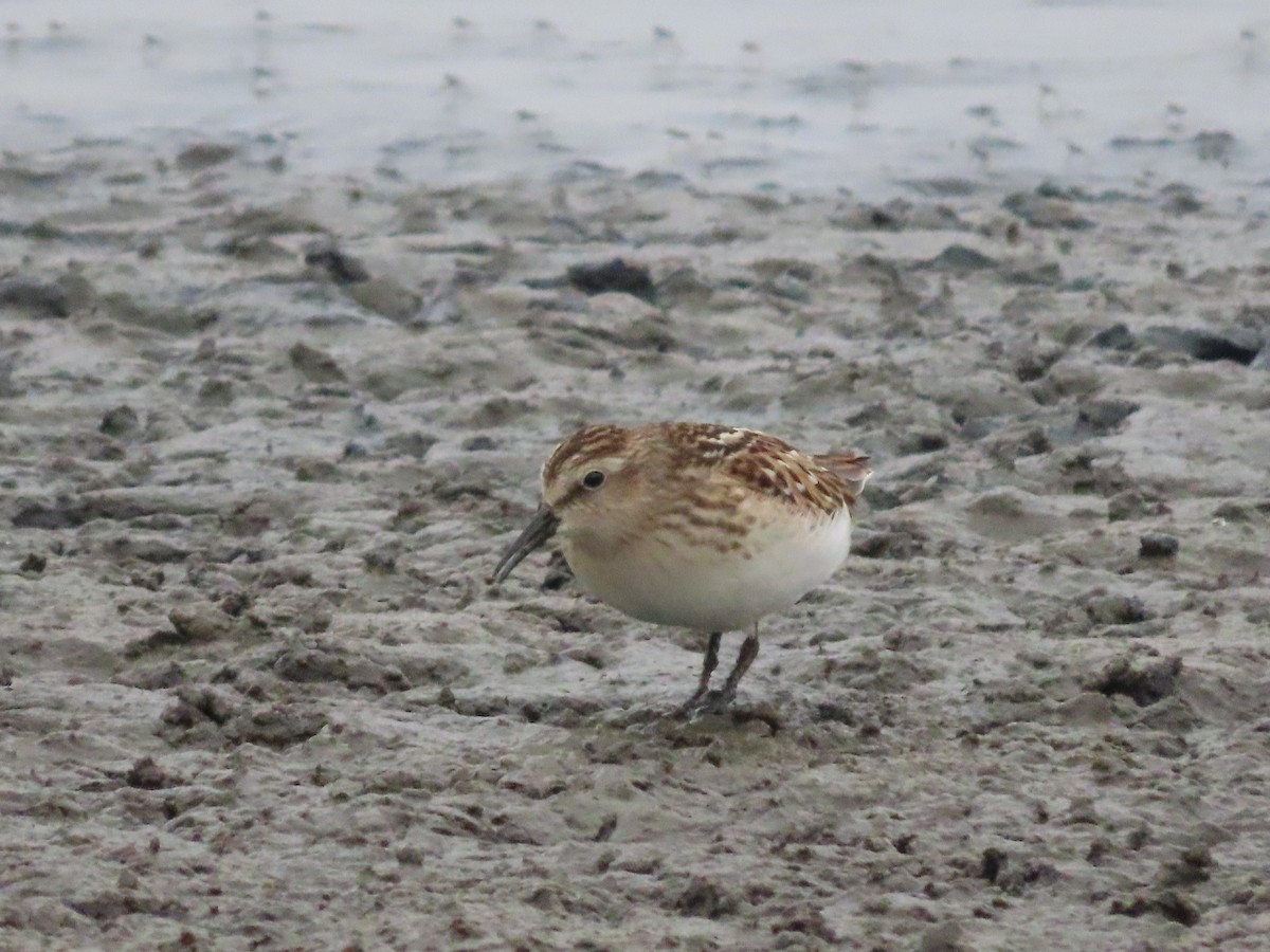 Least Sandpiper - ML641455492