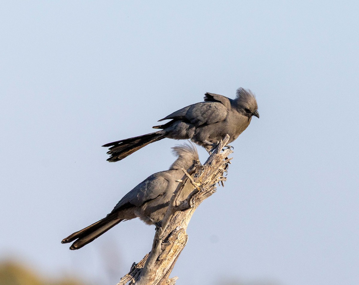 Gray Go-away-bird - ML641455521
