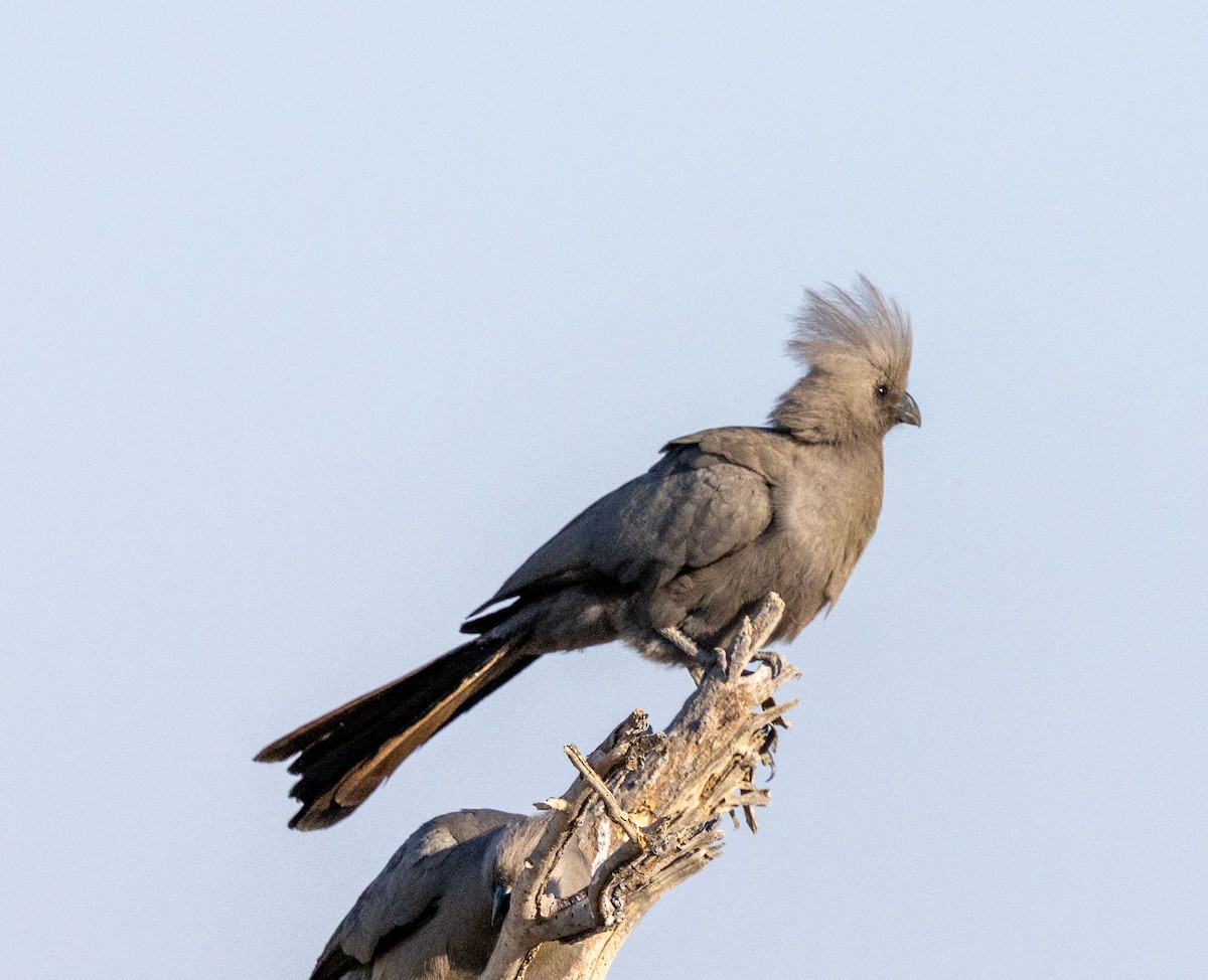 Gray Go-away-bird - ML641455522