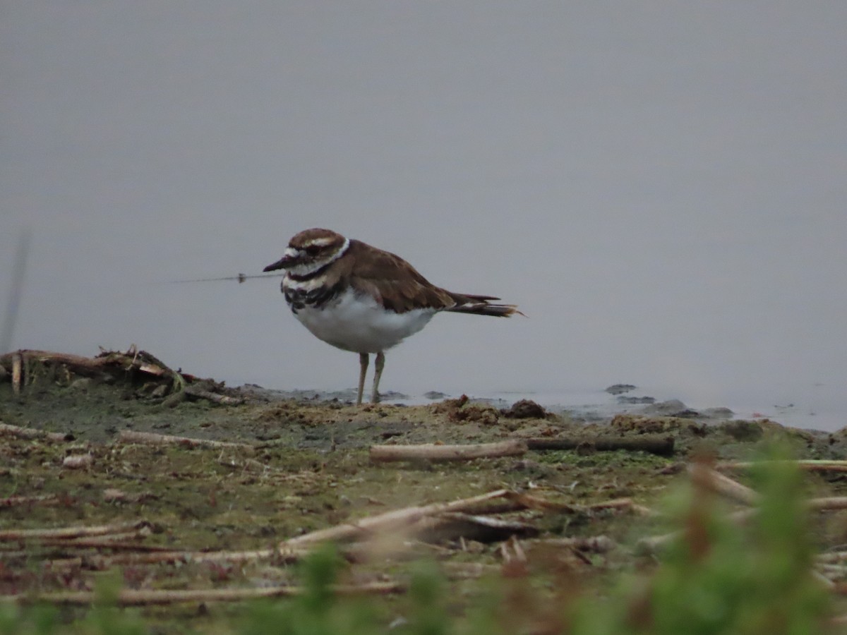 Killdeer - ML641455531