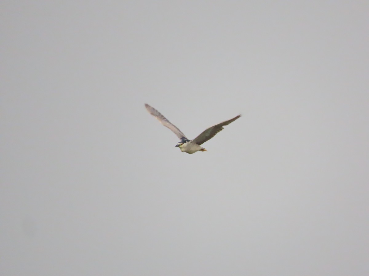 夜鷺 - ML641455544