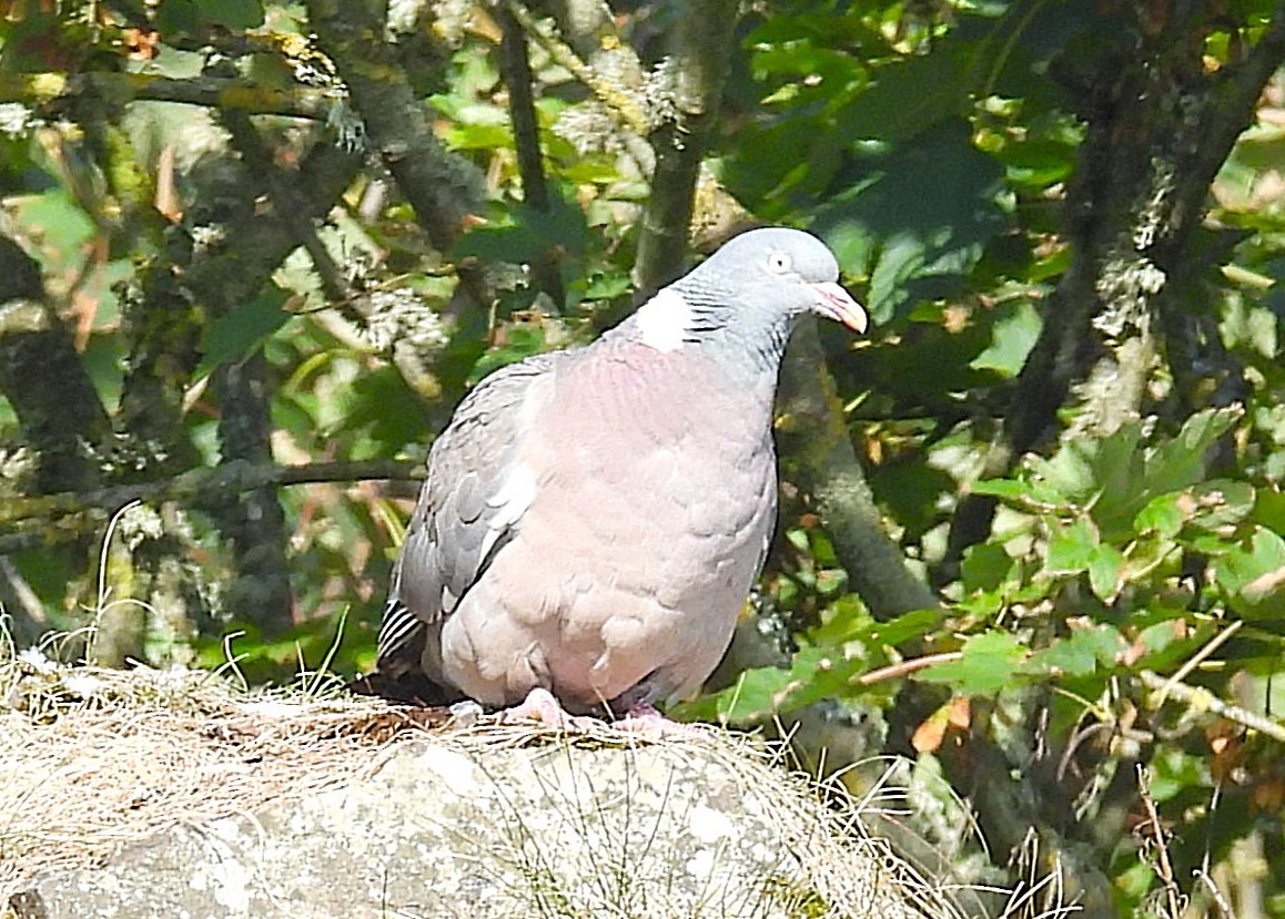 Common Wood-Pigeon - ML641455569
