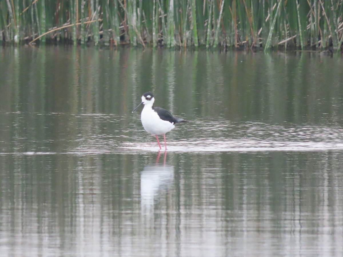 Black-necked Stilt - ML641455572