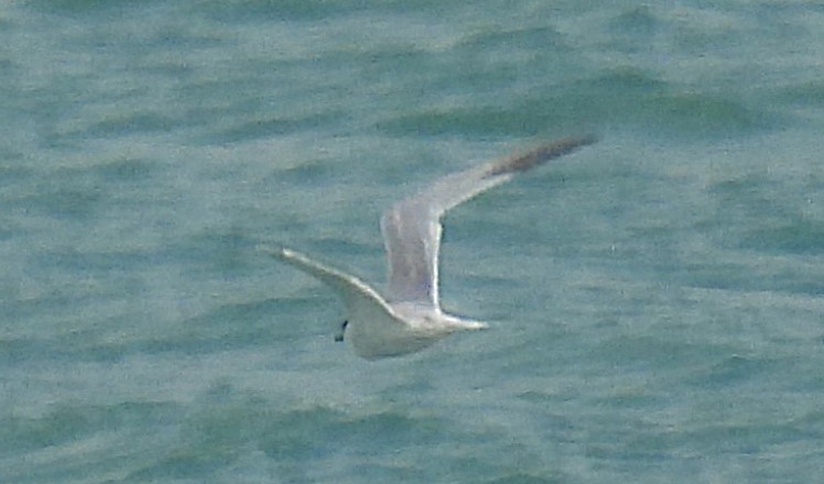 Sandwich Tern - ML641455584