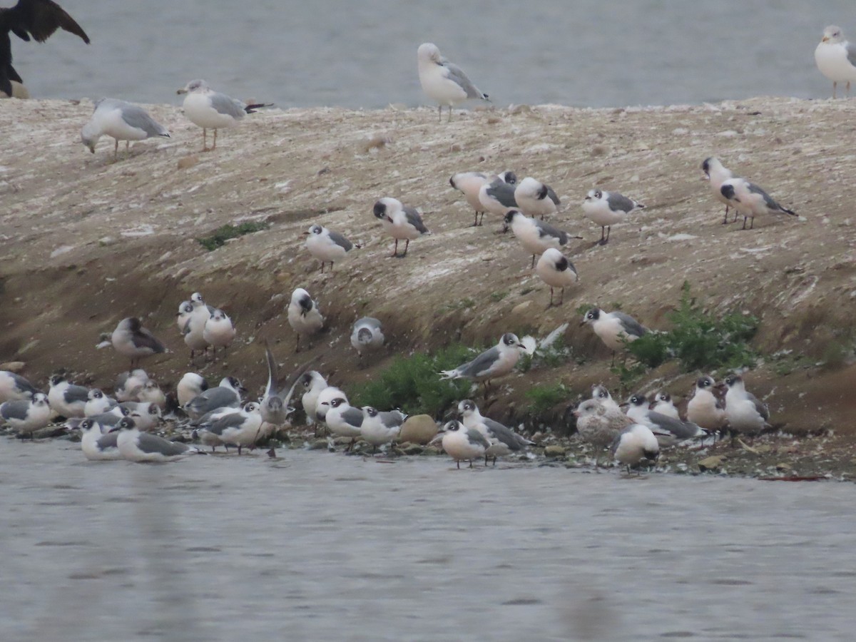 弗氏鷗 - ML641455599