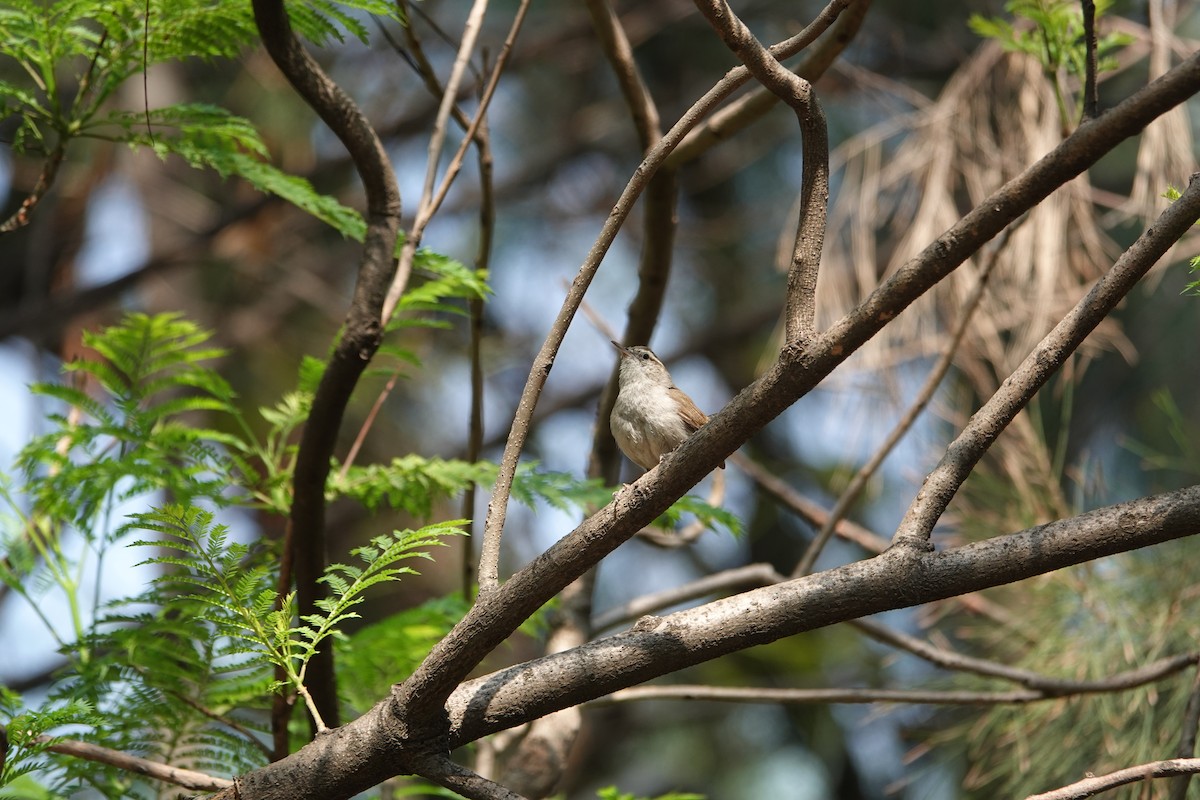 Bewick's Wren - ML641455617